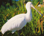 spoony the spoonbill